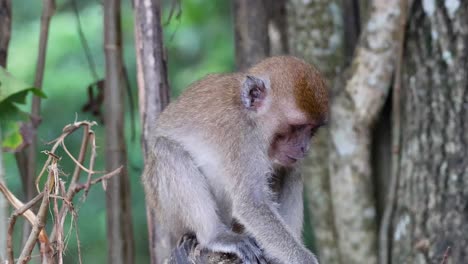 mono interactuando con su entorno en krabi, tailandia