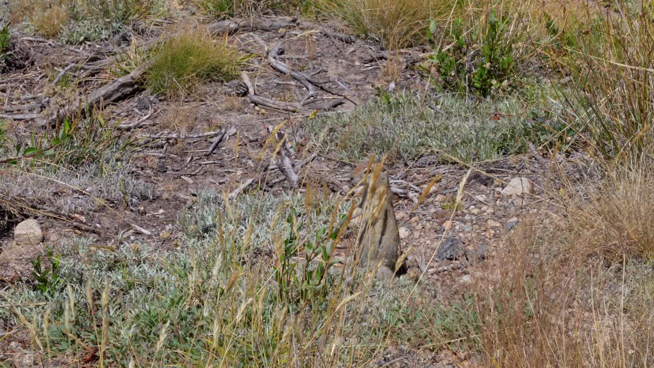 A 4K wildlife clip shows a ground squirrel perched partly hidden in meadow grass in Yosemite, then suddenly sprinting out of frame. Captures authentic, playful rodent behavior for nature projects
