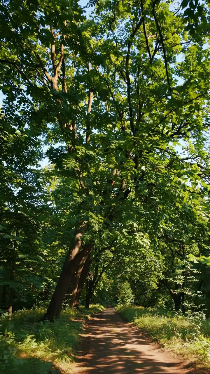 A serene forest path with tall trees captured from a low-angle, creating a tranquil, immersive video