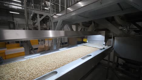 Raw nuts on a conveyor belt. Drying, roasting and packaging, the production process of light snacks. Factory production.
