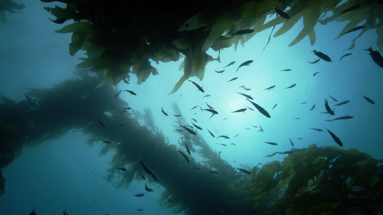 Looking up underwater, silhouettes of kelp and schools of fish from Californias Catalina Island