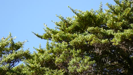 hummingbird flys around a tall green tree searching for nectar