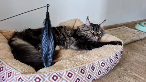 Raza-De-Gato-Maine-Coon-Descansando-En-Su-Cama