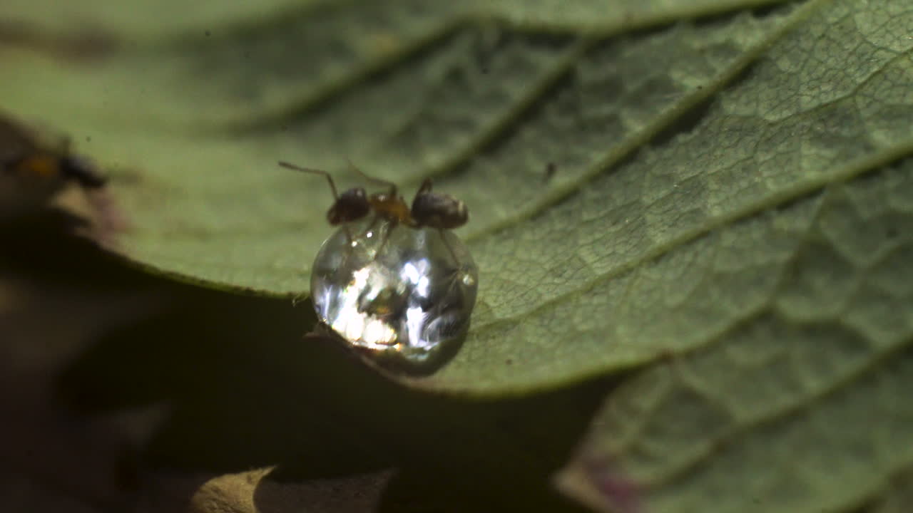 foto macro de una hormiga arrastrándose sobre una gota en una hoja