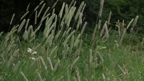 Langes-Gras-Weht-Im-Wind,-Mittlere-Aufnahme