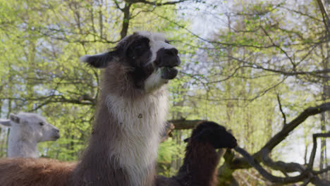 llama is eating some grass with it's friends