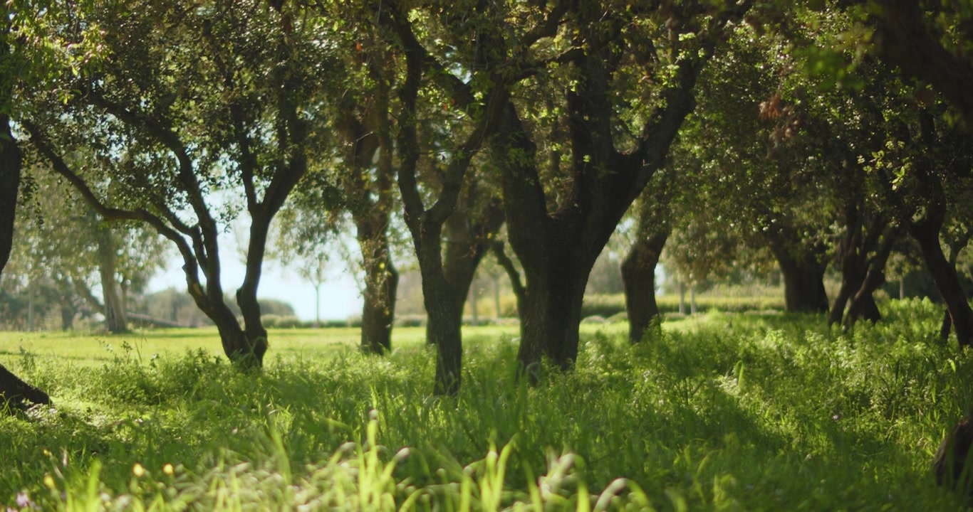 Alberi nel parco in una giornata di sole