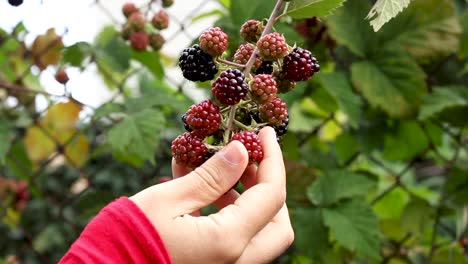 Mujer-Sosteniendo-Y-Oliendo-Moras-En-El-Jardín-Y-Sonriendo,-De-Cerca