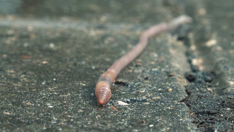 the earthworm crawls on a wet pavement