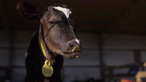 adorable calf looking around licking mouth, close up of head