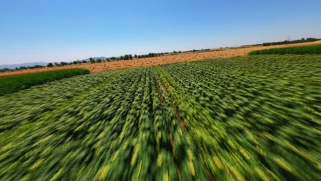 drone flies over agricultural fields