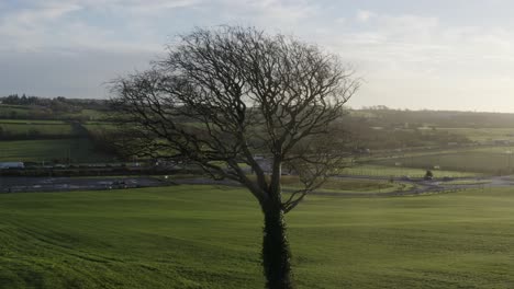 Gnarled-old-winter-tree-in-green-pasture-near-highway-road-roundabout