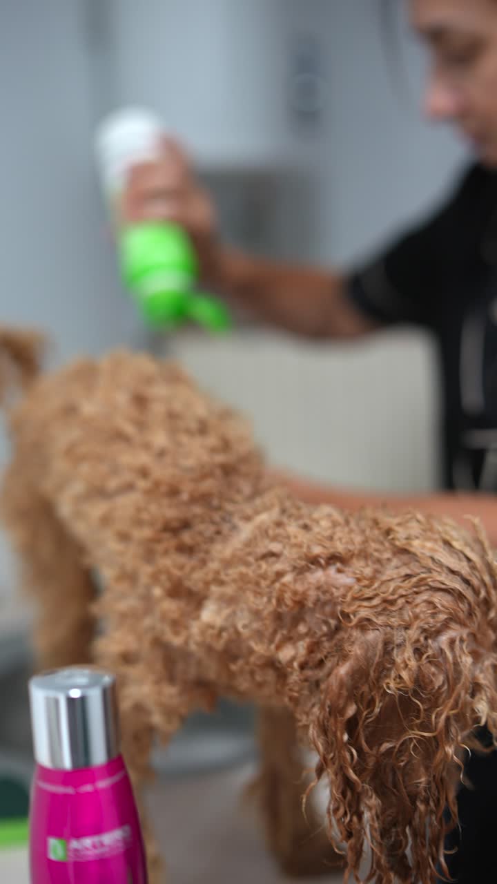 el caniche mojado se está arreglando.