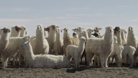 a herd of llamas caged in a farm