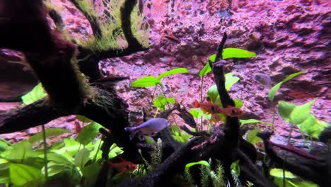 tetras de neón nadando dentro del tanque del acuario