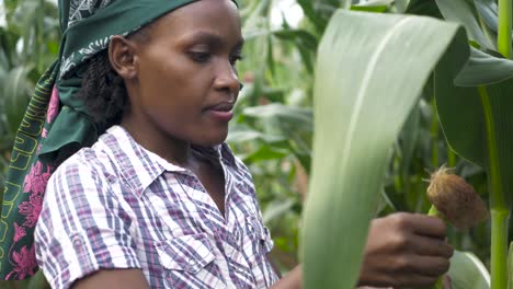 a close up shot of an african womans hand picking corn from a stalk and then panning to her face while in slow motion