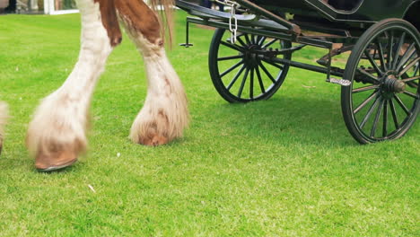 Horse-Feet-Pulling-An-Empty-Traditional-Carriage-In-Meadow-Landscape