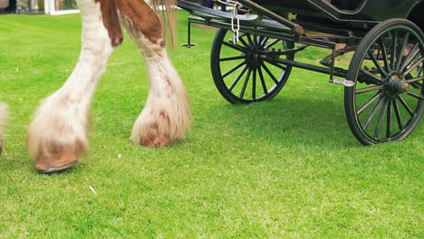 horse feet pulling an empty traditional carriage in meadow landscape