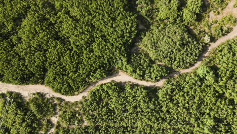 Drone-aerial-top-down-shot-of-pine-forest-in-Provo-canyon,-Utah