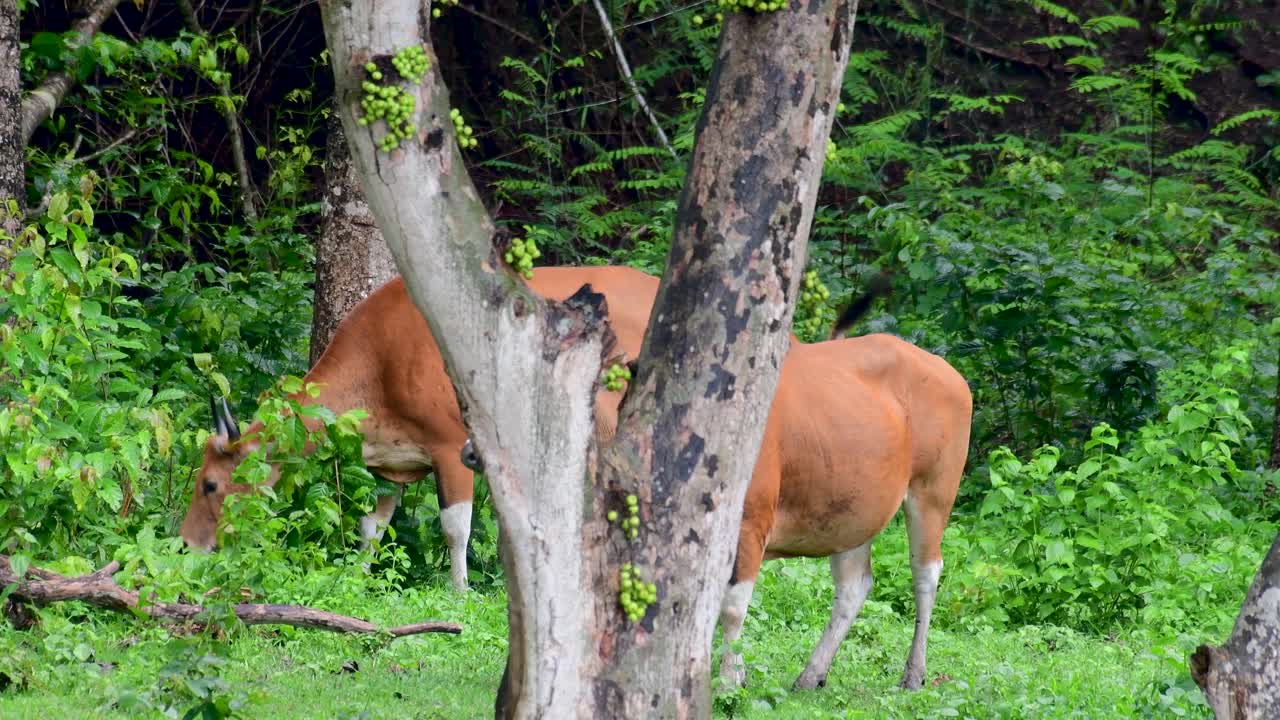el banteng o tembadau, es un ganado salvaje que se encuentra en el sudeste asiático y se extinguió en algunos países