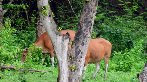 班<unk> (banteng) 或坦巴杜 (tembadau) 是在東南亞發現的野生牛,在某些國家已經滅絕