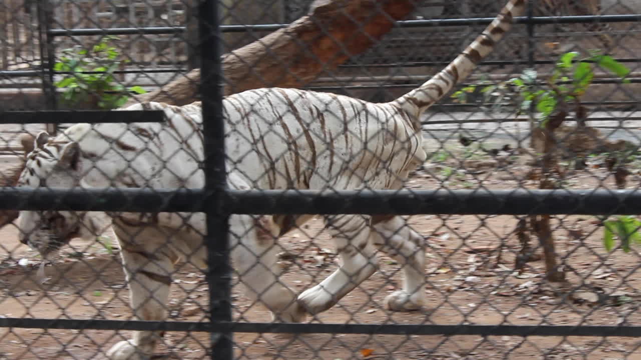 tigre blanco paseando en el zoológico