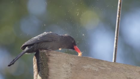 black fronted nun bird beating a eating caterpillar as it tried to consume it after cleaning it