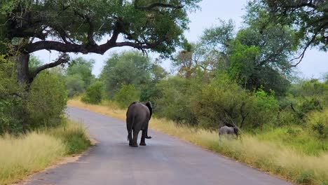 african savanna elephant with baby walks into the bush