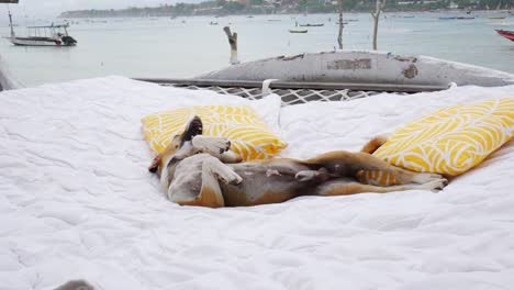 dog on nusa penida island enjoying hammock close to the sea