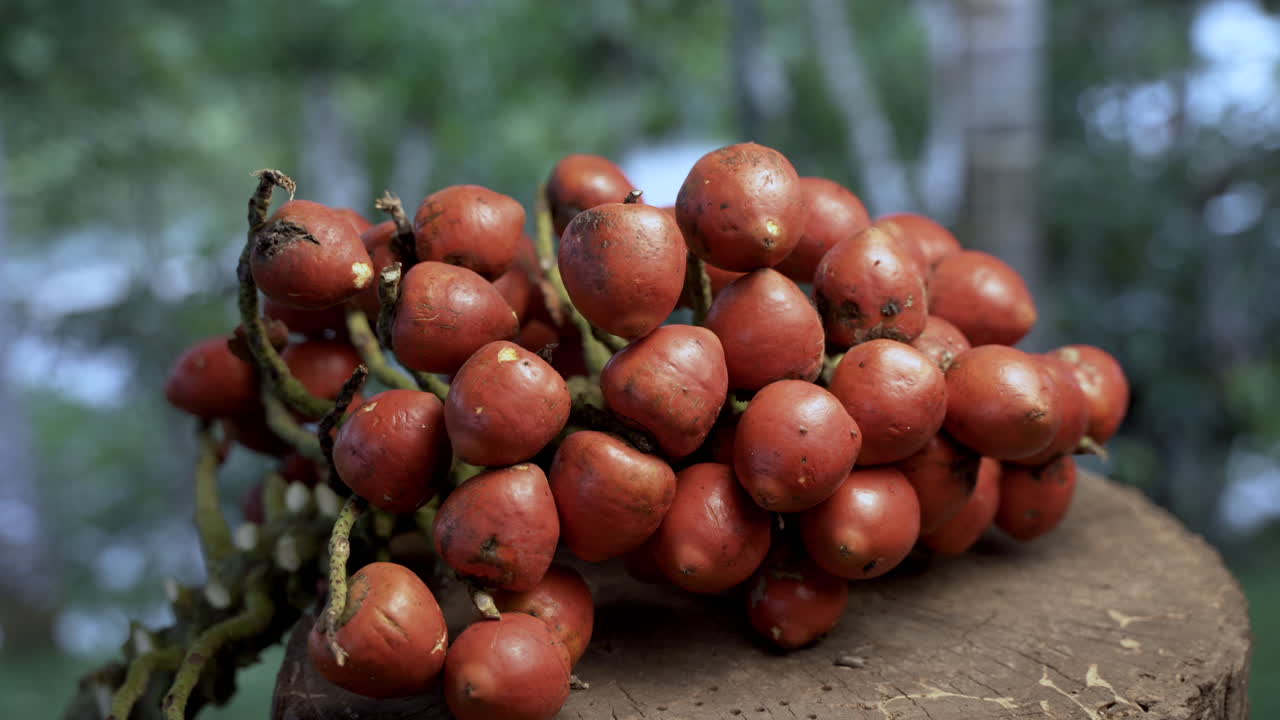frutas exóticas de chonta que crecen en la selva amazónica de ecuador, toma de carro de 4k