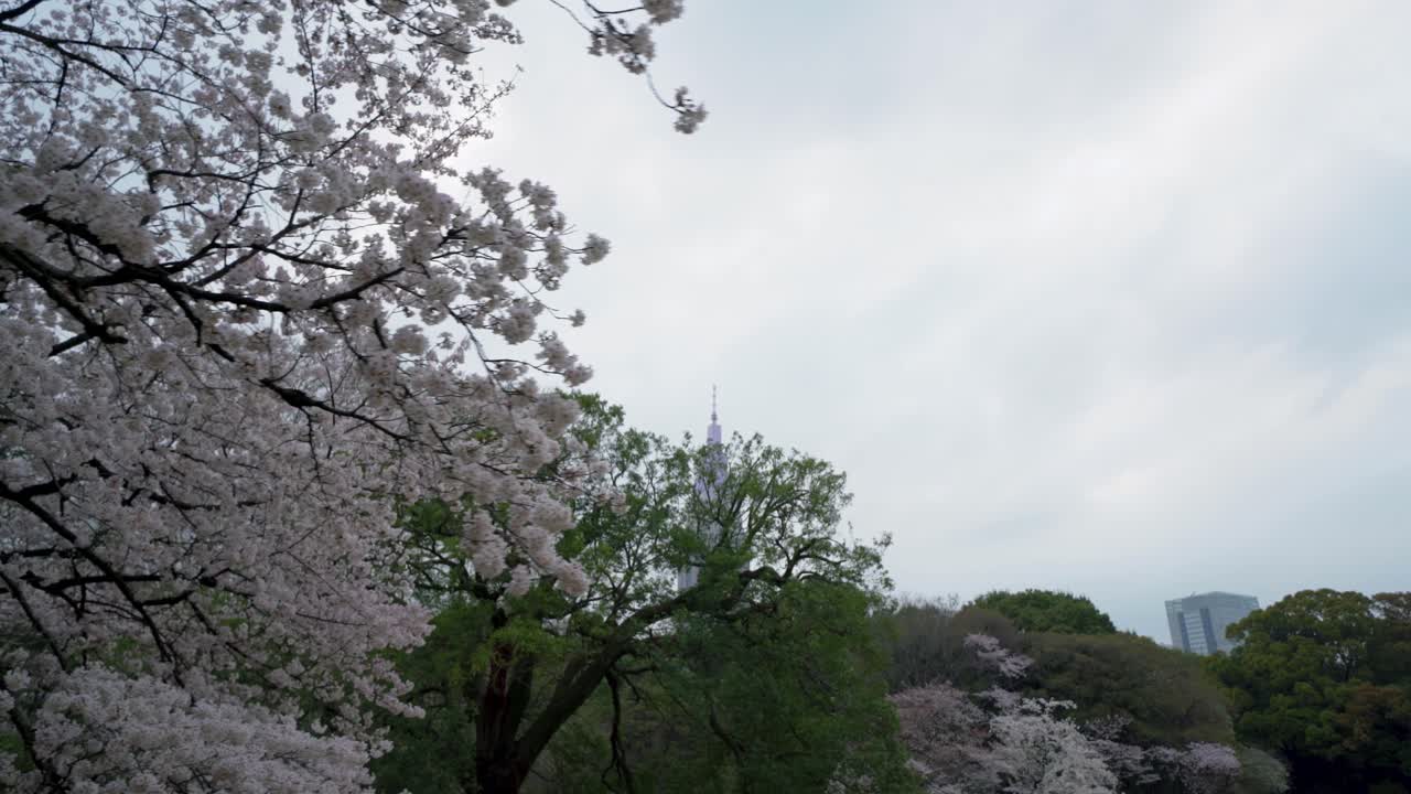 Edificio NTT Docomo Yoyogi dal Giardino Nazionale di Shinjuku Gyoen in Giappone durante la stagione della fioritura dei ciliegi 4K