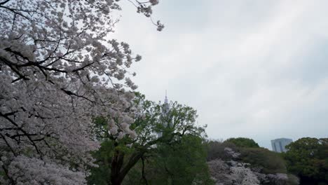 Ntt-Docomo-Yoyogi-Gebäude-Vom-Shunjuku-Gyoen-Nationalgarten-In-Japan-Kirschblütenzeit-4k