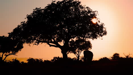 silhouette of african elephant under the tree in klaserie private game reserve at sunset in south africa