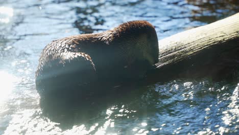 otter on log in rushing water