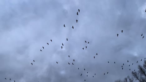 muchos gansos grises volando en el cielo nublado en cámara lenta