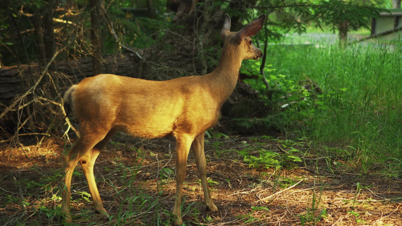 un hermoso ciervo pastando en la pradera en el bosque montañoso del parque nacional de los glaciares, montana