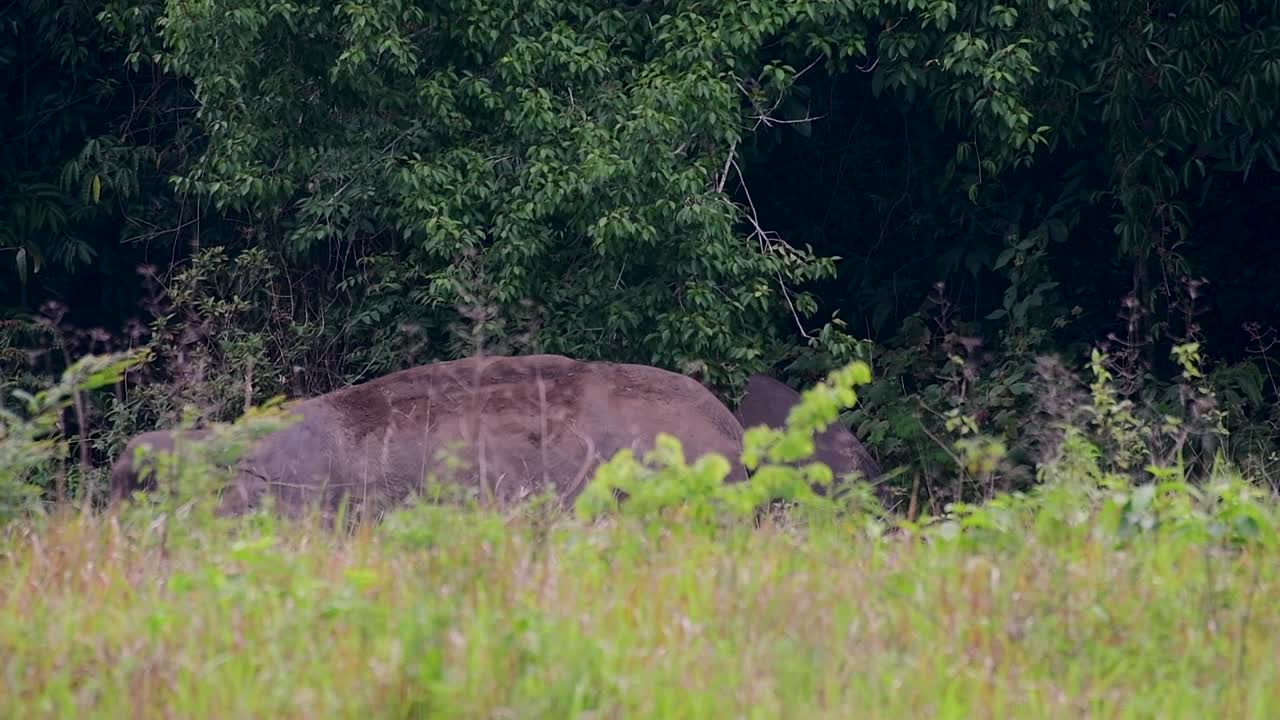 Gli elefanti asiatici sono specie in via di estinzione e vivono anche in Thailandia
