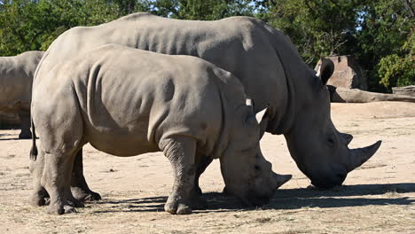 Eine-Herde-Nashörner-Frisst-Stroh-Auf-Dem-Boden,-Ein-Junges-Mit-Seiner-Mutter-In-Einem-Zoo