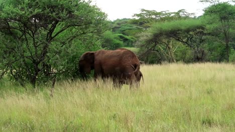 Toma-Amplia-De-Padre-Elefante-Con-Ternera-Comiendo-Hojas-De-Acacia-En-Sabana