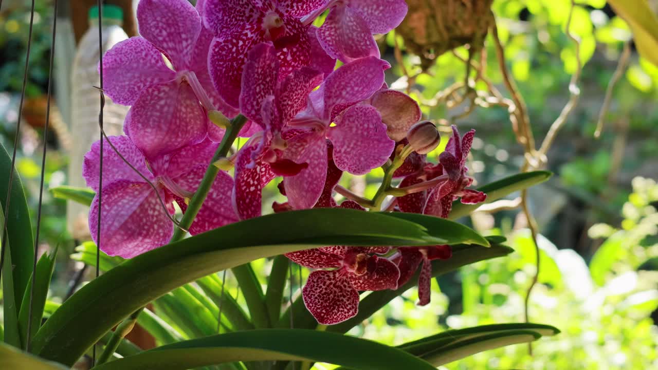 Vibrant pink orchids blooming at Bangkok's floating market in sunlight