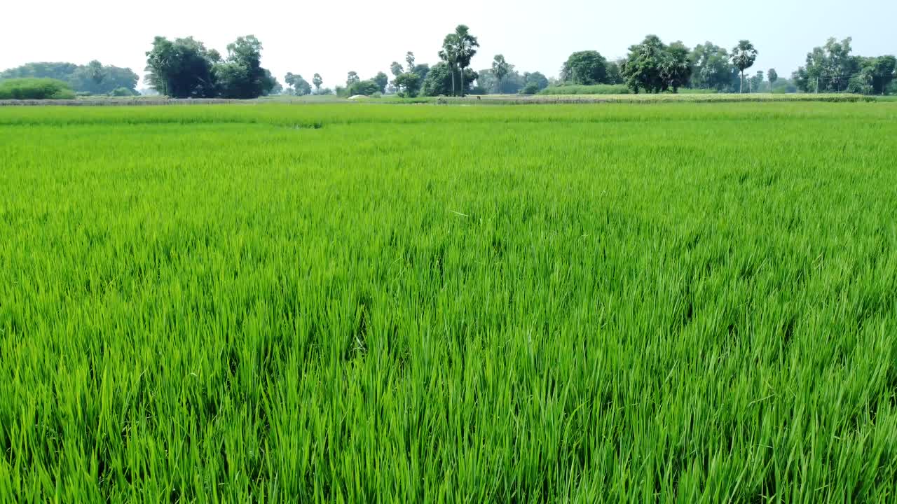 Ripresa aerea di un villaggio del Bengala occidentale e di una risaia.