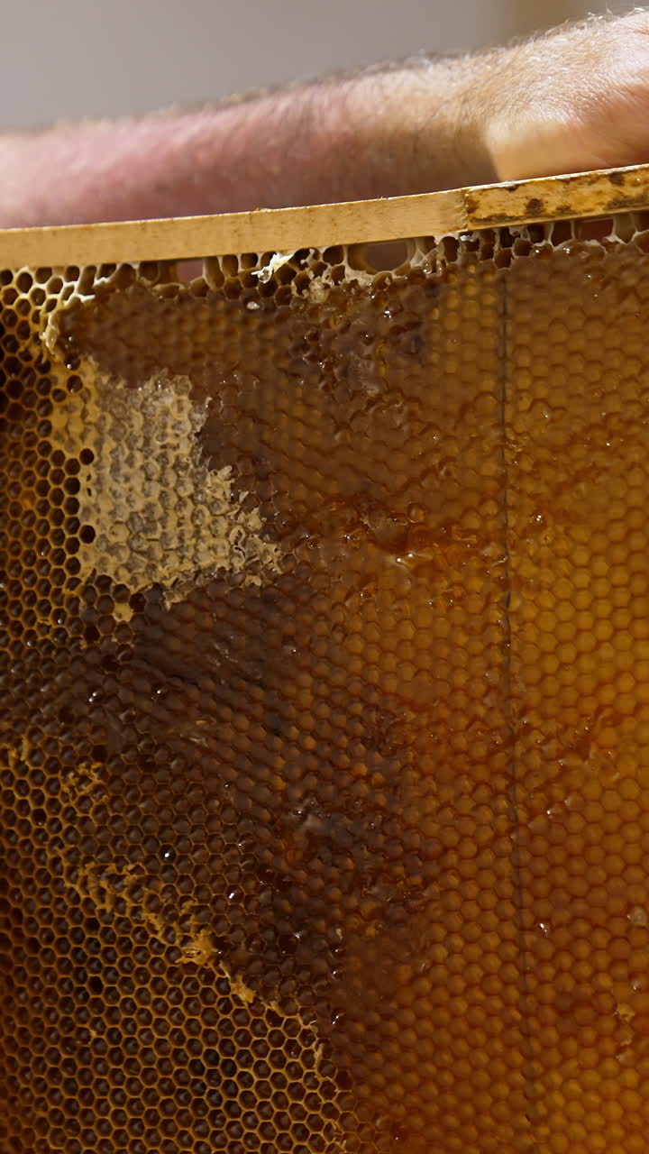 Beekeeper opens wax cells sealed by bees. Farmer using electric device for opening honeycombs to harvest honey. Vertical video