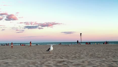 Ein-Vogel-Auf-Dem-Meer