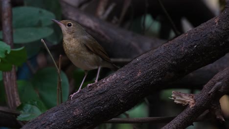 bosque ventoso mientras la cámara hace zoom deslizándose hacia la izquierda, robin azul siberiano larvivora cyane, tailandia