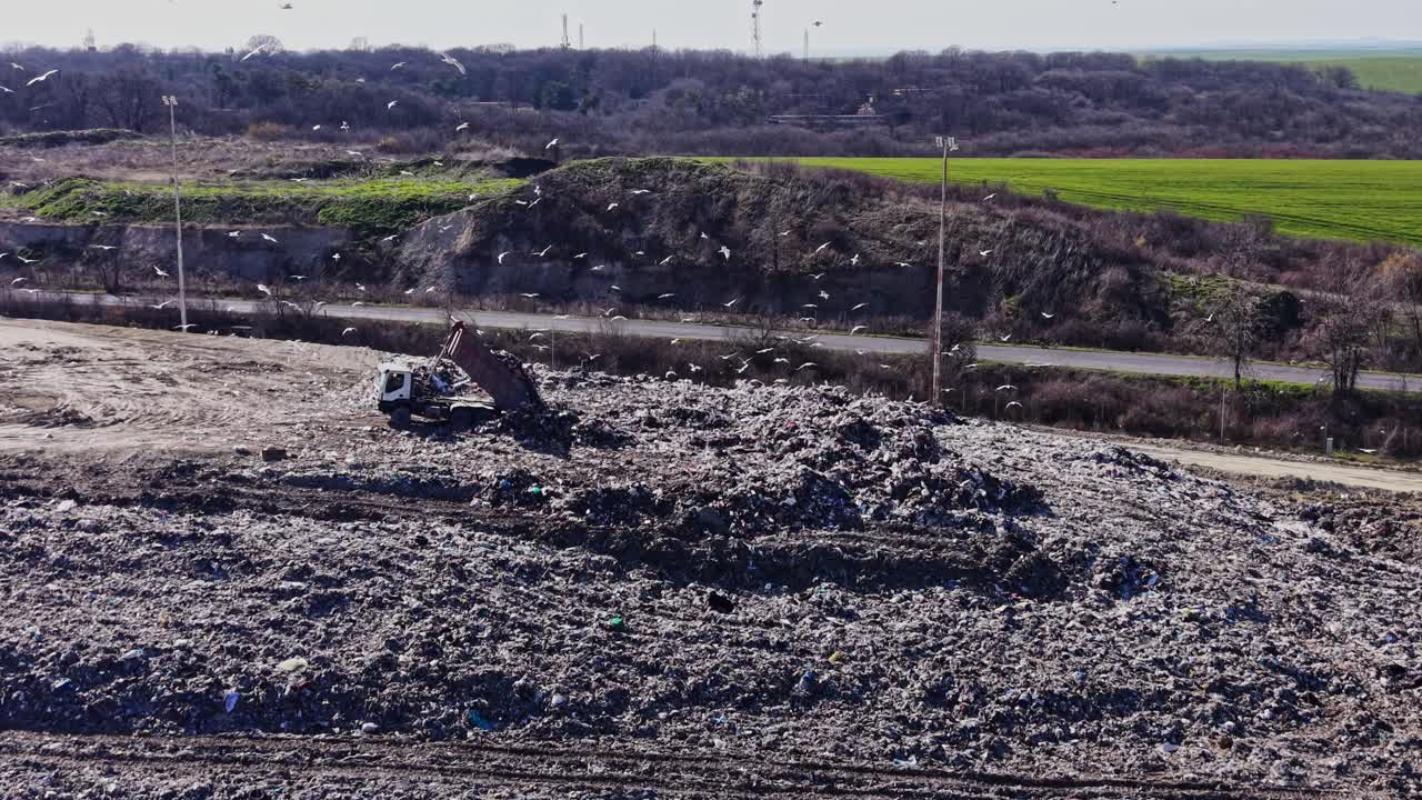 Close up of seagulls and truck at the dump