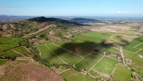 toma aérea giratoria de múltiples viñedos grandes en la región del valle del maule en chile
