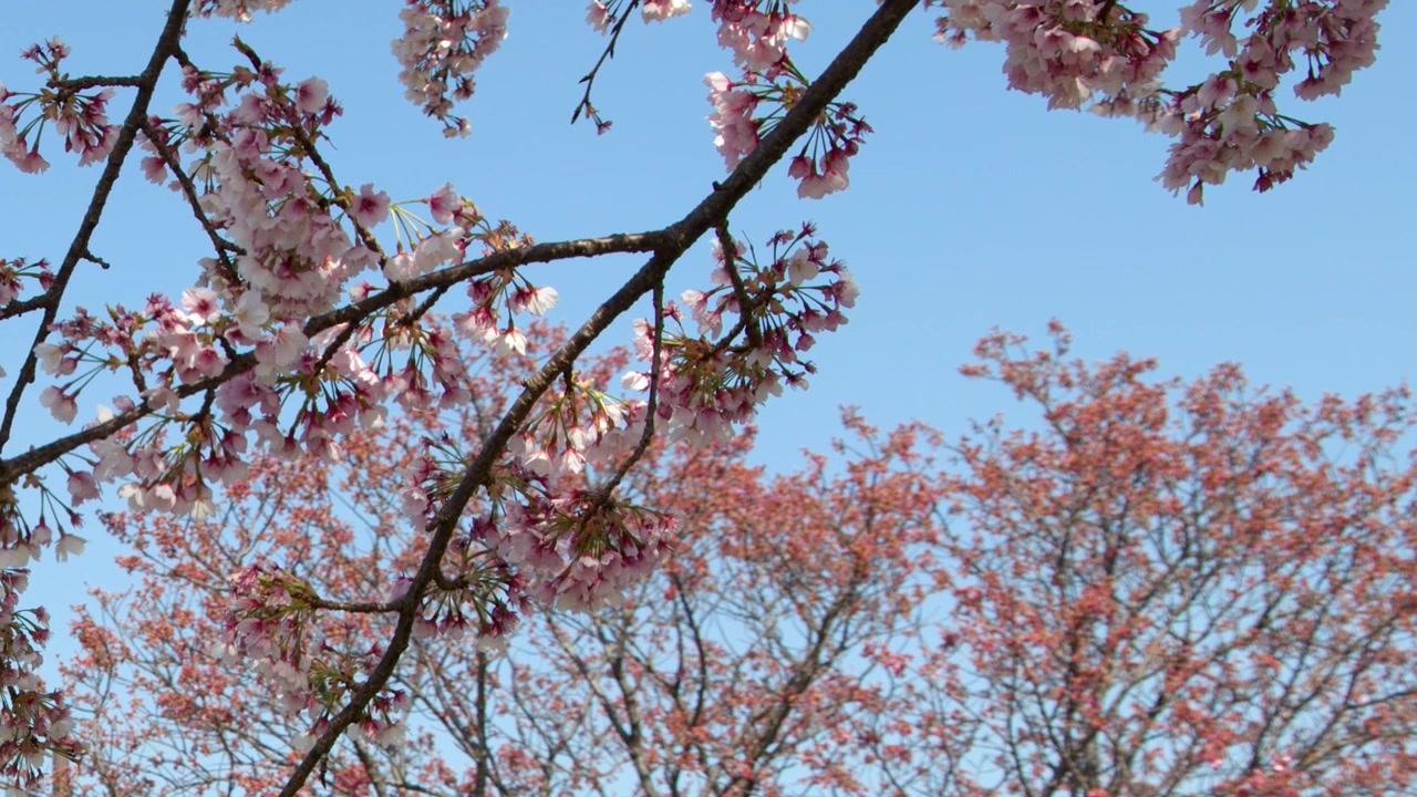 Primo piano di rami di sakura rosa che ondeggiano dolcemente contro un cielo azzurro limpido a Tokyo, Giappone.