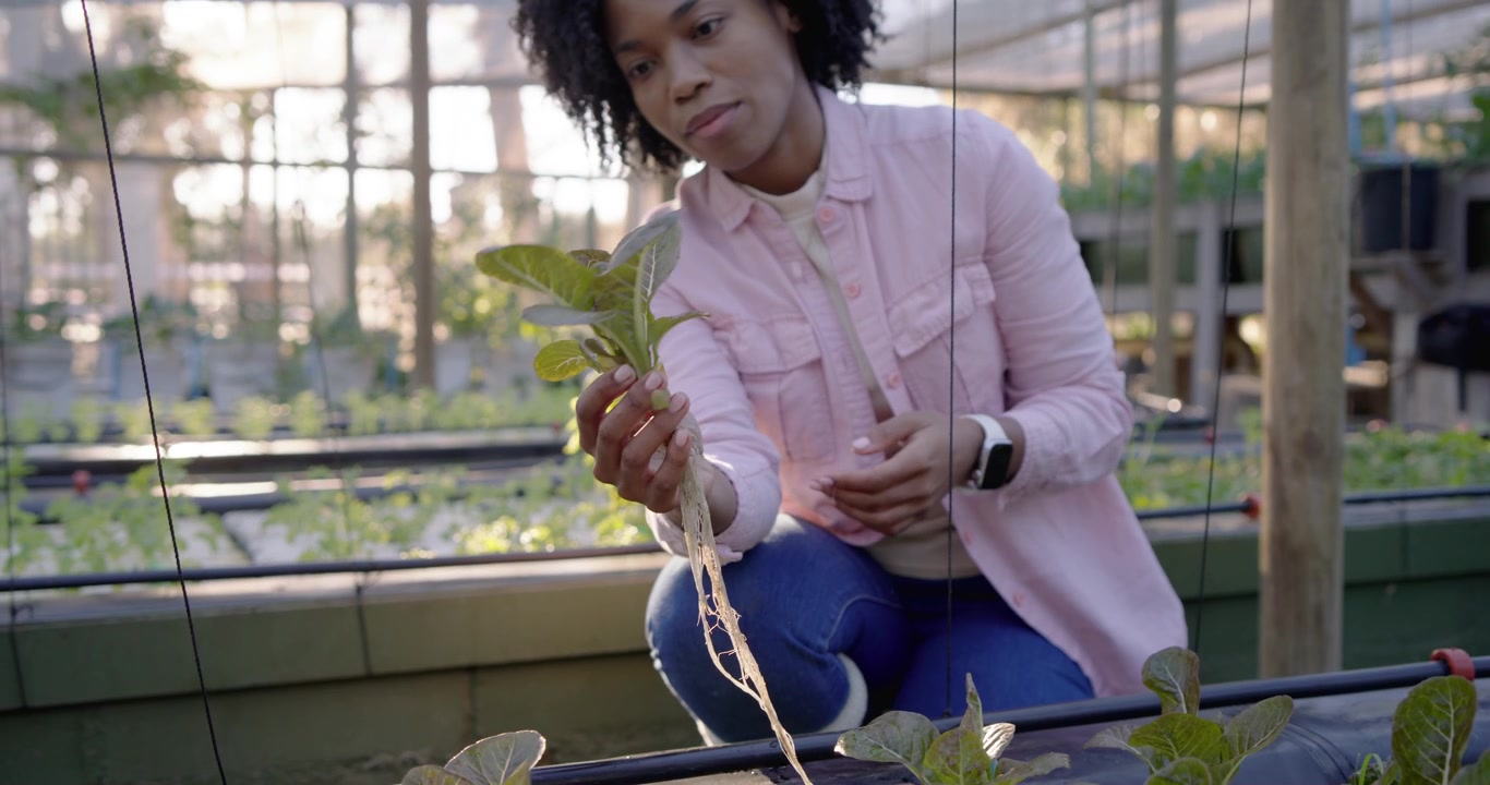 Afroamerikansk kvinde vælger salat, løfter rødder og inspicerer genplantning i et drivhuskar