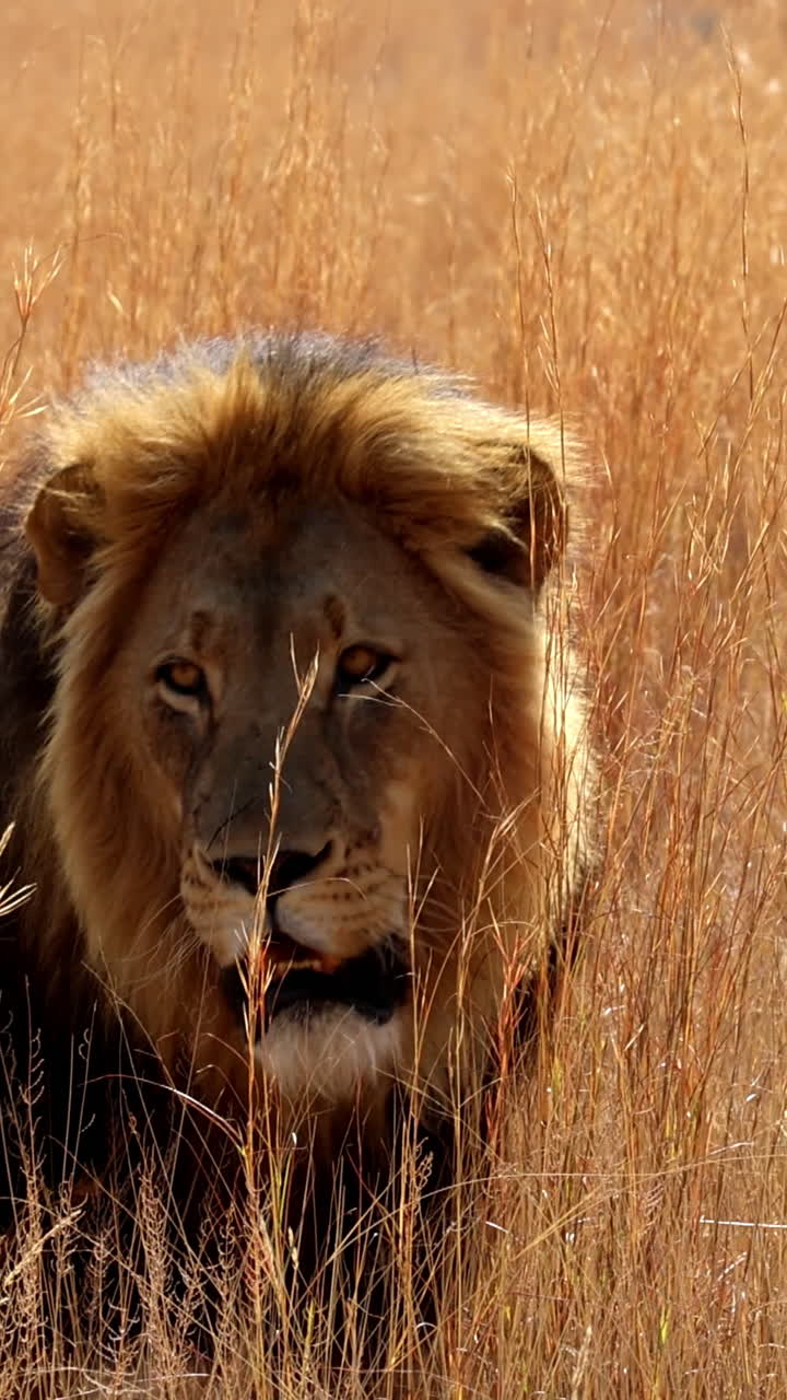 Samec lva vycházející z vysoké trávy v africké divočině v úrovni země