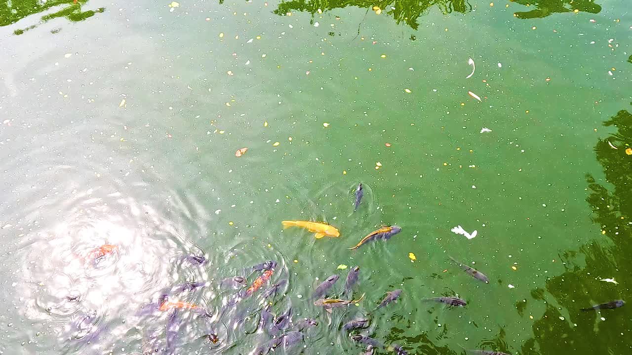 조용 한 연못 에서 헤엄치는 다채로운 코이